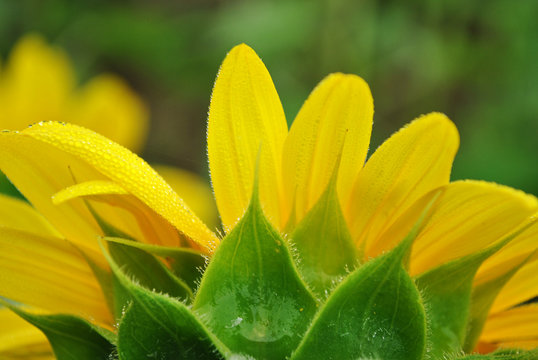 Close up of the back of a Sunflower with Dew Drops