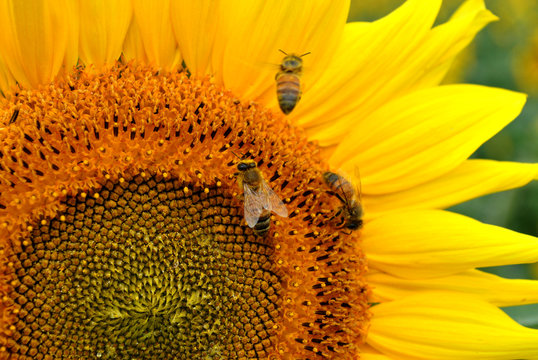 Close up of a sunflower and a honey bee collecting pollen