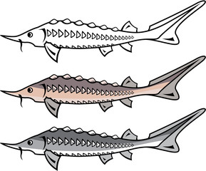 Sturgeon rare fish vector
