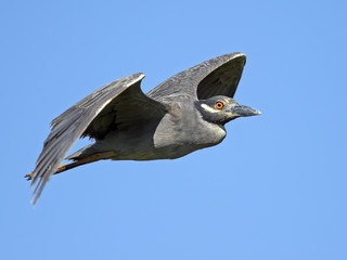 Yellow-crowned Night Heron in Flight