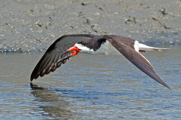 Black Skimmer in Flight with Fish
