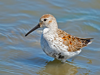 Dunlin