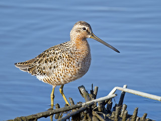 Short-billed dowitcher