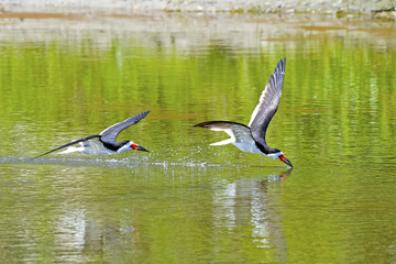 Pair of Black Skimmers Skimming
