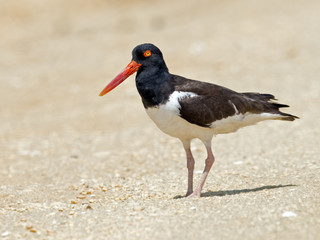 American Oystercatcher on beach