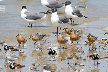Red Knots on the Beach