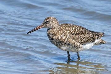 Willet in the warter