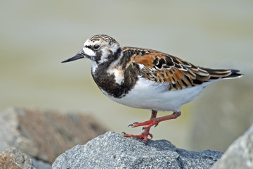 Ruddy Turnstone onthe rocks