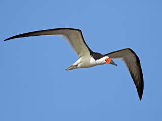 Black Skimmer in Flight