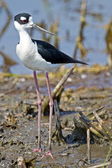 Black-necked Stilt in the marsh