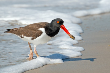 American Oystercatcher