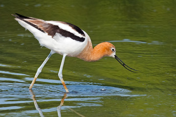 American Avocet in Breeding Colors