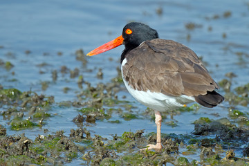 American Oystercatcher