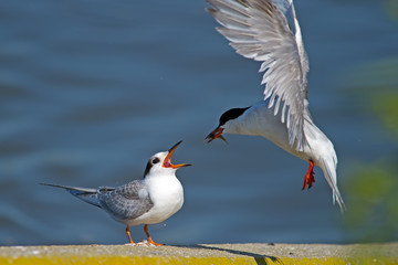 Adult Forster's Tern Feeding Juvenile