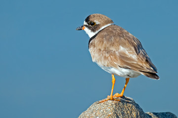 Semipalmated Plover