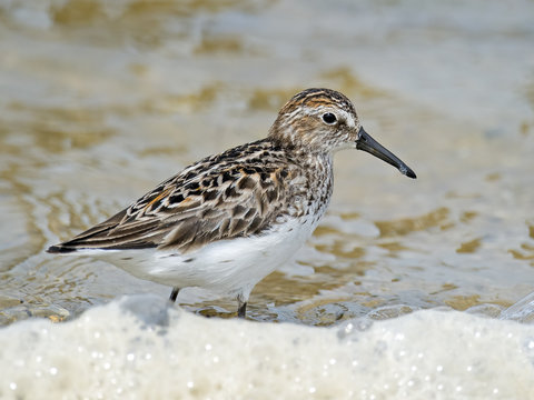 Semipalmated Sandpiper