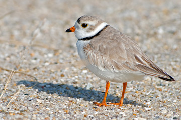 Piping Plover on Beach