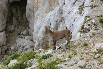 Bouquetin