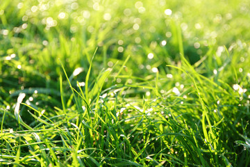 Green grass background