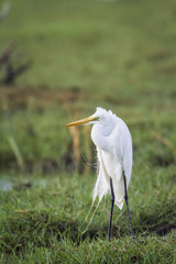 Great egret in Bundala National Park, Sri Lanka
