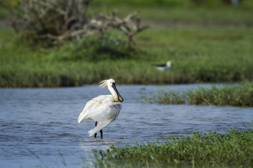 Eurasian spoonbill in Bundala National Park, Sri Lanka