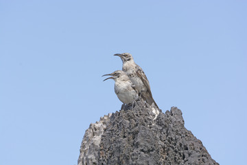 A Pair of Galapagos Mockingbirds