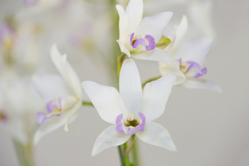 洋ラン　ダイアレリア・ミゾグチ　