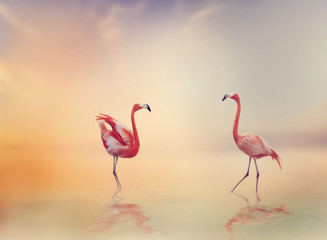Two Flamingoes at Sunset - obrazy, fototapety, plakaty
