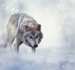 Fototapeta premium Wolf In Winter Time