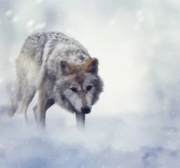 Photo sur Aluminium Loup Loup en hiver