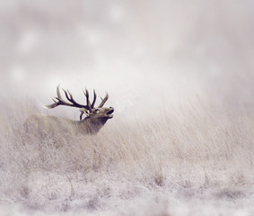 Naklejka premium Elk in Winter