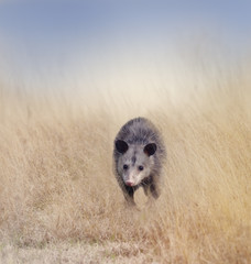Opossum Walking in the Grass