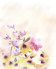 Fototapeta na wymiar Orchid Flowers Background