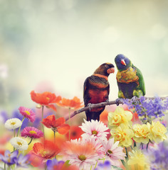 Obrazy na Plexi  Tęczowe Papugi (Tęczowa Lorikeet)
