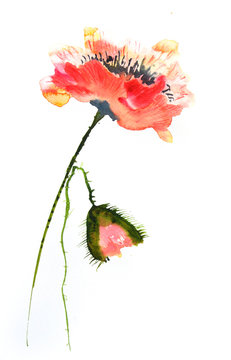Modern art poppy flowers on white, watercolor illustrator