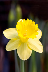 Yellow Narcissus Flower.