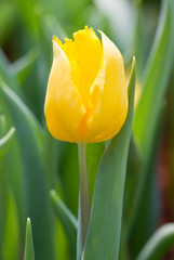 Yellow tulip flower.