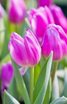 Purple tulip flowers.