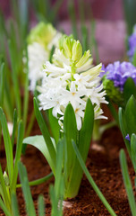 White hyacinth flowers in garden.