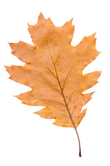 Naklejka na ściany i meble autumn leaf on white background
