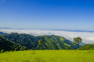 Obraz premium Morning mist in rainforest