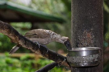 Molting helmeted friarbird