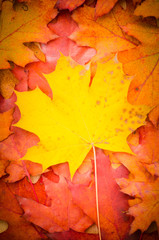 fall leaf