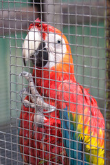 Scarlet Macaw in cage