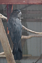 Male red tailed cockatoo in cage