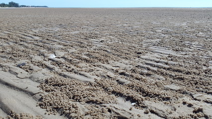 hermit crab's village at Paknum Pran Beach, Thailand