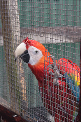 Scarlet Macaw in aviary