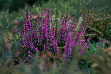 Растения в ботаническом саду на Проспекте Мира