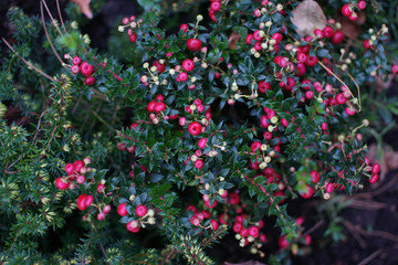 Растения в ботаническом саду на Проспекте Мира