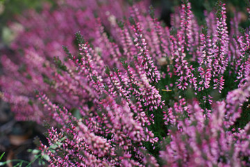 Растения в ботаническом саду на Проспекте Мира